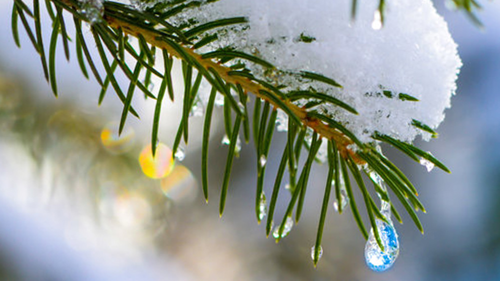 Árbol de invierno bienestar